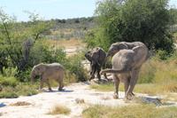 Elefanten im Etosha Nationalpark