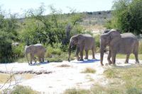 Elefanten im Etosha Nationalpark