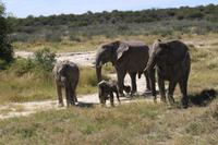 Elefanten im Etosha Nationalpark