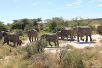 Elefanten im Etosha Nationalpark