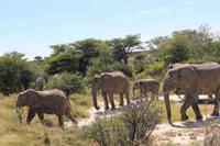 Elefanten im Etosha Nationalpark