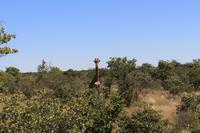 Giraffen im Etosha Nationalpark