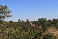 Giraffen im Etosha Nationalpark