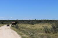 Elefanten im Etosha Nationalpark