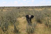 Elefanten im Etosha Nationalpark