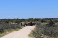 Elefanten im Etosha Nationalpark