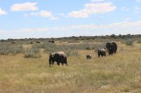 Elefanten im Etosha Nationalpark