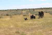 Elefanten im Etosha Nationalpark