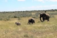 Elefanten im Etosha Nationalpark