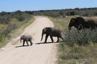 Elefanten im Etosha Nationalpark