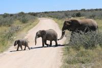 Elefanten im Etosha Nationalpark