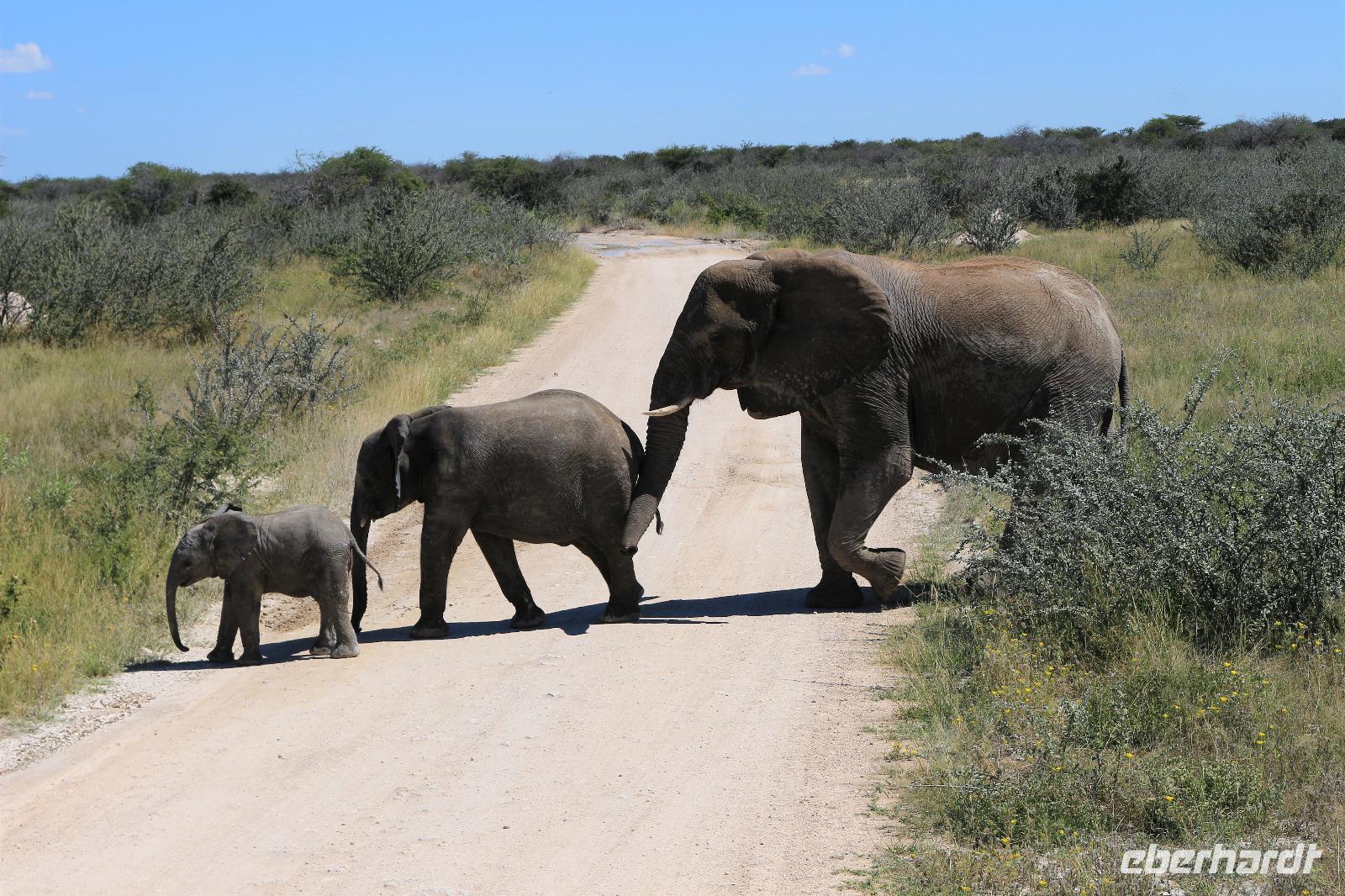 Elefanten im Etosha Nationalpark