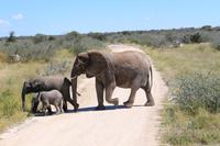 Elefanten im Etosha Nationalpark