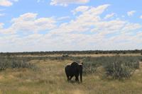 Elefanten im Etosha Nationalpark
