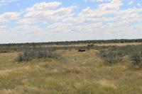 Nashorn im Etosha Nationalpark