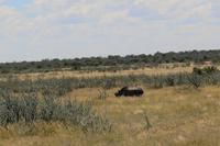 Nashorn im Etosha Nationalpark