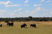 Elefanten im Etosha Nationalpark