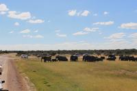 Elefanten im Etosha Nationalpark
