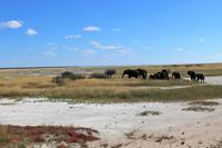 Elefanten im Etosha Nationalpark