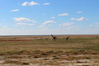 Giraffen im Etosha Nationalpark