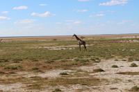 Giraffen im Etosha Nationalpark