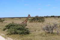 Giraffe im Etosha Nationalpark