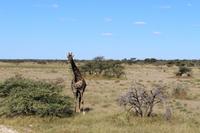 Giraffe im Etosha Nationalpark