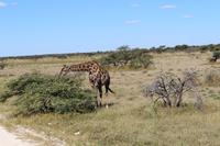Giraffe im Etosha Nationalpark