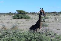Giraffe im Etosha Nationalpark