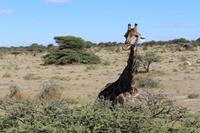 Giraffe im Etosha Nationalpark