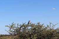 Gabelrake im Etosha Nationalpark