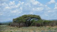 1396 Fahrt von Tsumeb nach Otjiwarongo Schirmakazien