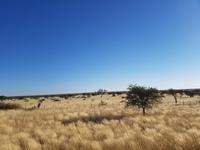 Tage Rundreise Namibia – Die Erlebnistour mit  Kalahari – Fish River-Canyon – Lüderitz – Namib – Swakopmund – Erongo Gebirge – Etosha Nationalpark – Windhoek (13)