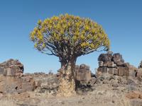 Tage Rundreise Namibia – Die Erlebnistour mit  Kalahari – Fish River-Canyon – Lüderitz – Namib – Swakopmund – Erongo Gebirge – Etosha Nationalpark – Windhoek (26)