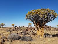 Tage Rundreise Namibia – Die Erlebnistour mit  Kalahari – Fish River-Canyon – Lüderitz – Namib – Swakopmund – Erongo Gebirge – Etosha Nationalpark – Windhoek (33)