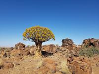 Tage Rundreise Namibia – Die Erlebnistour mit  Kalahari – Fish River-Canyon – Lüderitz – Namib – Swakopmund – Erongo Gebirge – Etosha Nationalpark – Windhoek (34)