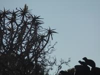 Tage Rundreise Namibia – Die Erlebnistour mit  Kalahari – Fish River-Canyon – Lüderitz – Namib – Swakopmund – Erongo Gebirge – Etosha Nationalpark – Windhoek (37)