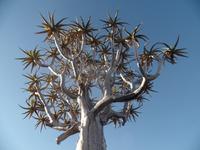 Tage Rundreise Namibia – Die Erlebnistour mit  Kalahari – Fish River-Canyon – Lüderitz – Namib – Swakopmund – Erongo Gebirge – Etosha Nationalpark – Windhoek (38)