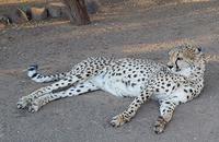 Tage Rundreise Namibia – Die Erlebnistour mit  Kalahari – Fish River-Canyon – Lüderitz – Namib – Swakopmund – Erongo Gebirge – Etosha Nationalpark – Windhoek (48)