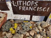 Tage Rundreise Namibia – Die Erlebnistour mit  Kalahari – Fish River-Canyon – Lüderitz – Namib – Swakopmund – Erongo Gebirge – Etosha Nationalpark – Windhoek (102)