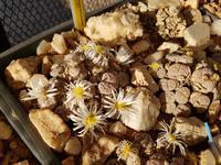 Tage Rundreise Namibia – Die Erlebnistour mit  Kalahari – Fish River-Canyon – Lüderitz – Namib – Swakopmund – Erongo Gebirge – Etosha Nationalpark – Windhoek (103)