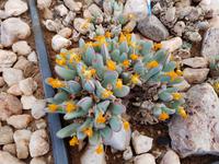 Tage Rundreise Namibia – Die Erlebnistour mit  Kalahari – Fish River-Canyon – Lüderitz – Namib – Swakopmund – Erongo Gebirge – Etosha Nationalpark – Windhoek (104)