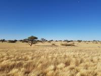 Tage Rundreise Namibia – Die Erlebnistour mit  Kalahari – Fish River-Canyon – Lüderitz – Namib – Swakopmund – Erongo Gebirge – Etosha Nationalpark – Windhoek (106)