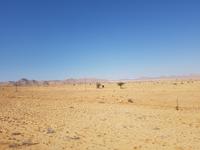 Tage Rundreise Namibia – Die Erlebnistour mit  Kalahari – Fish River-Canyon – Lüderitz – Namib – Swakopmund – Erongo Gebirge – Etosha Nationalpark – Windhoek (109)
