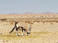 Tage Rundreise Namibia – Die Erlebnistour mit  Kalahari – Fish River-Canyon – Lüderitz – Namib – Swakopmund – Erongo Gebirge – Etosha Nationalpark – Windhoek (114)