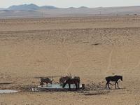 Tage Rundreise Namibia – Die Erlebnistour mit  Kalahari – Fish River-Canyon – Lüderitz – Namib – Swakopmund – Erongo Gebirge – Etosha Nationalpark – Windhoek (115)