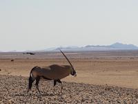 Tage Rundreise Namibia – Die Erlebnistour mit  Kalahari – Fish River-Canyon – Lüderitz – Namib – Swakopmund – Erongo Gebirge – Etosha Nationalpark – Windhoek (116)