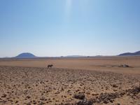 Tage Rundreise Namibia – Die Erlebnistour mit  Kalahari – Fish River-Canyon – Lüderitz – Namib – Swakopmund – Erongo Gebirge – Etosha Nationalpark – Windhoek (118)