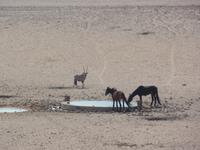 Tage Rundreise Namibia – Die Erlebnistour mit  Kalahari – Fish River-Canyon – Lüderitz – Namib – Swakopmund – Erongo Gebirge – Etosha Nationalpark – Windhoek (119)