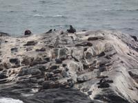 Tage Rundreise Namibia – Die Erlebnistour mit  Kalahari – Fish River-Canyon – Lüderitz – Namib – Swakopmund – Erongo Gebirge – Etosha Nationalpark – Windhoek (126)